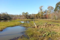 Another view of the marsh